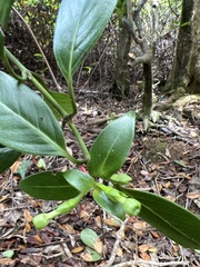 Kadua acuminata