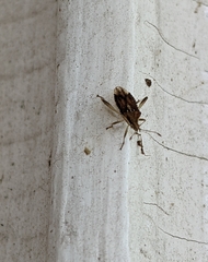 Harmostes fraterculus