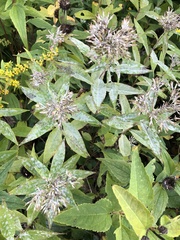 Golovinomyces cichoracearum