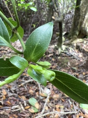 Kadua acuminata