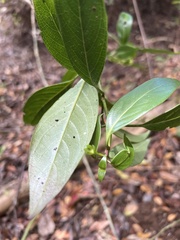 Kadua acuminata