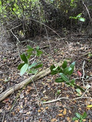 Kadua acuminata