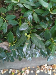 Ilex cornuta