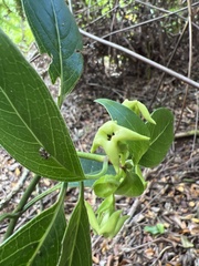 Kadua acuminata