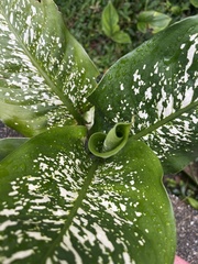 Dieffenbachia