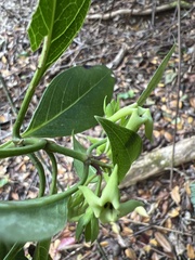 Kadua acuminata