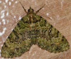 Spargania privernaria