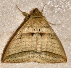Perasia helvina