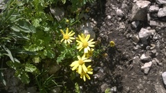 Senecio squalidus rupestris