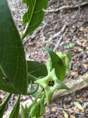 Kadua acuminata