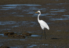 Ardea alba modesta
