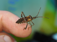 Leptoglossus occidentalis