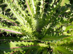 Cirsium horridulum