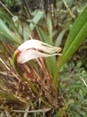 Maxillaria