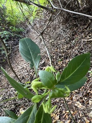 Kadua acuminata