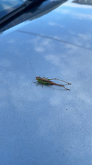 Conocephalus brevipennis