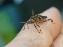 Leptoglossus occidentalis