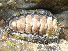 Chitonidae
