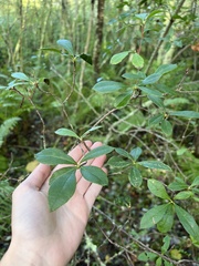 Rhododendron viscosum