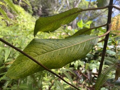 Hydrangea arguta