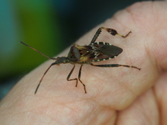 Leptoglossus occidentalis