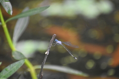 Lestes praemorsus