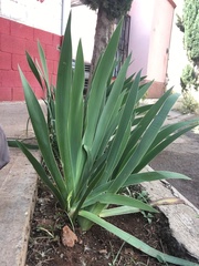 Agave