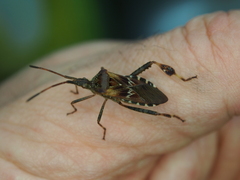 Leptoglossus occidentalis