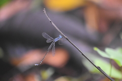Lestes praemorsus
