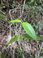 Alyxia stellata