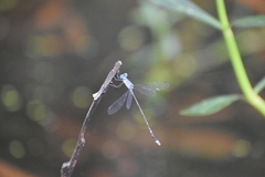 Lestes praemorsus