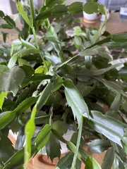 Schlumbergera truncata