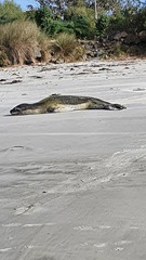 Hydrurga leptonyx
