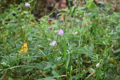 Mimosa diplotricha