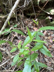 Alyxia stellata