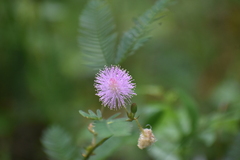 Mimosa diplotricha