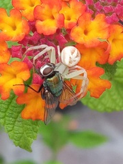 Misumenops