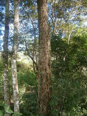 Ulmus mexicana