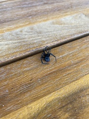 Latrodectus