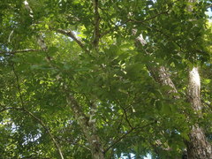 Ulmus mexicana