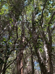 Alyxia stellata