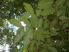 Ulmus mexicana