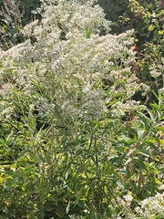 Eupatorium altissimum