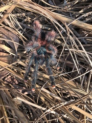 Avicularia avicularia