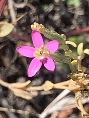 Zeltnera muehlenbergii