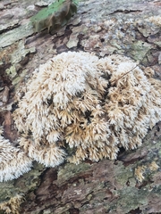 Radulomyces copelandii