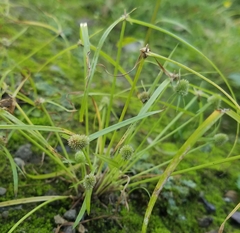 Cyperus hortensis