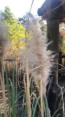 Cortaderia selloana
