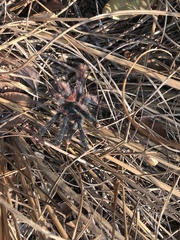 Avicularia avicularia
