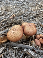 Gymnopilus